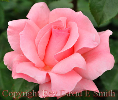 Delicate Pink Rose