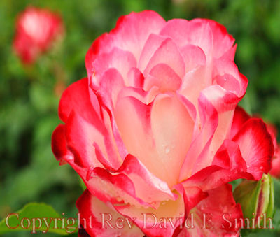 Cherry Parfait Gradiflora Rose in Full Bloom