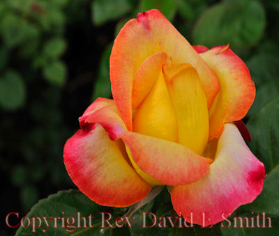 Love and Peace Hybrid Tea Rosebud