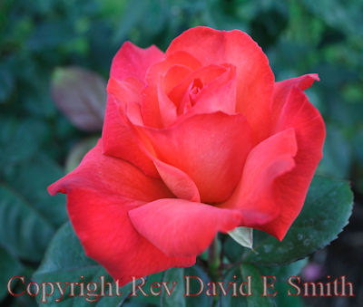 Perfect Red Rose