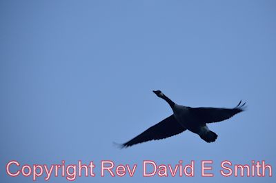 Lone Goose in Flight