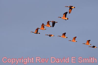 Canadian Geese in V Formation