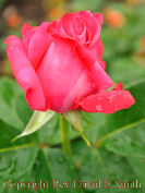 Pink Rosebud