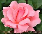 Delicate Pink Rose