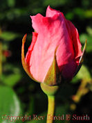 Lone Pink Rosebud