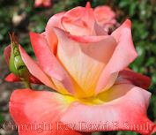 Yellow and Pink Rose