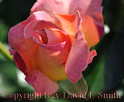 Perfect Love and Peace Rosebud