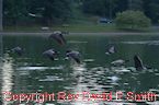 Canadian Geese in Flight