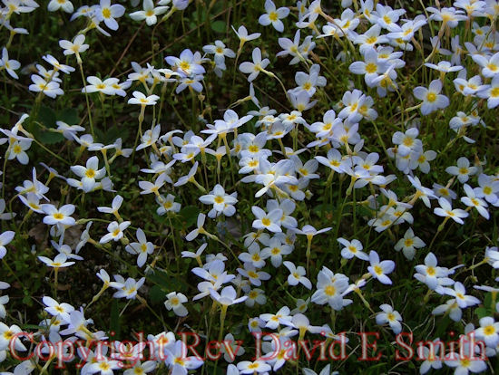 Bluets