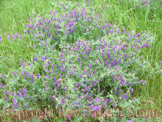 Hairy Vetch