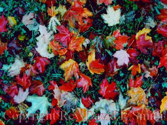 Fall Mosaic