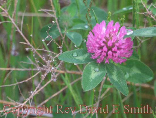 Red Clover