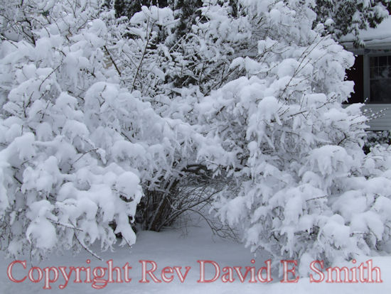 Snow Covered Shrubs