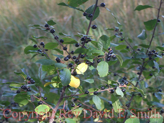 Wild Blueberries