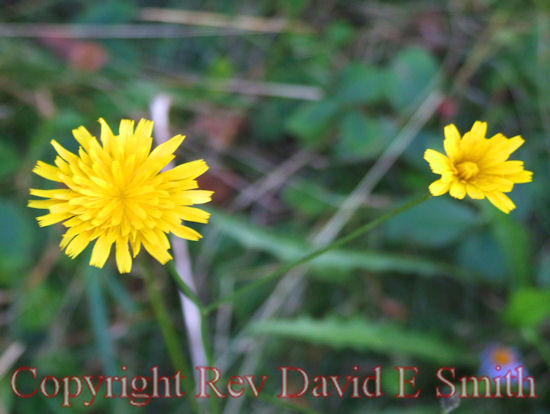 Two Flowered Cynthia