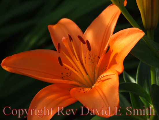 Orange Day Lily