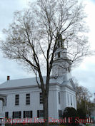 Chelsea Church and Tree in Bud