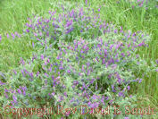 Hairy Vetch