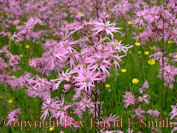 Prairie Blazing Star