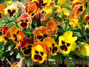 Pansies