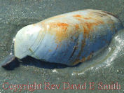 Seashell on Beach