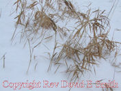 Winter Grass