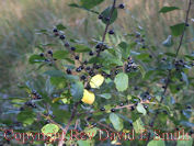 Wild Blueberries