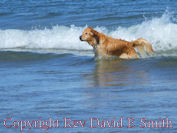 Retriever at the Beach