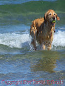 Having a Ball at the Beach