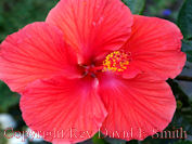 Red Hibiscus