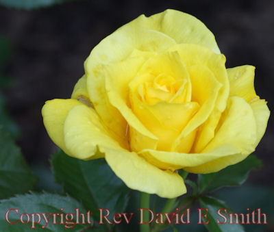 Light Yellow Rose