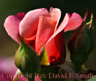 Pink Rosebud