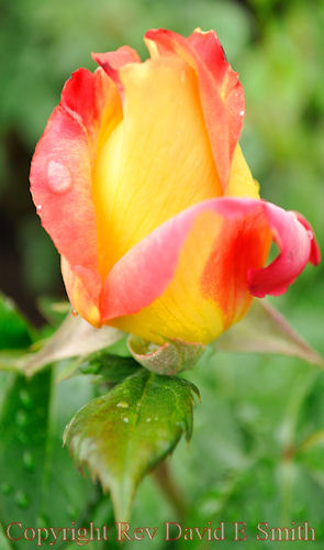 Love and Peace Hybrid Tea Rosebud