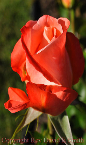 Orange and Yellow Rosebud Opens