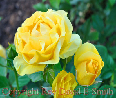 Julia Child Floribunda from Bud to Flower