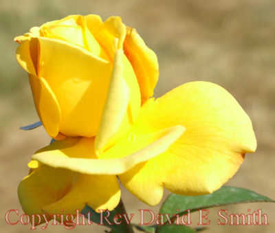 Yellow Rose