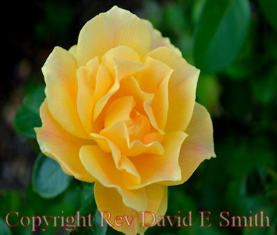 Yellow Rose in Full Bloom