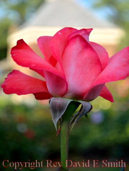 Brilliant Pink Petals