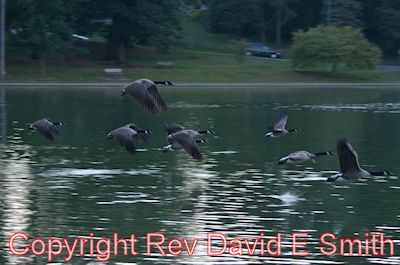 Canadian Geese in Flight