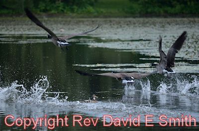 Canadian Geese Taking Off