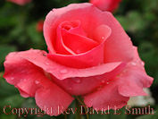 Pink Rose