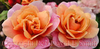 Twin Orange and Pink Roses