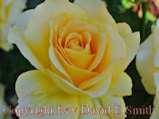 Yellow Rose