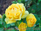 Julia Child Roses