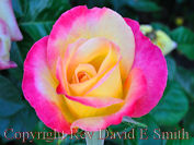 Love and Peace Hybrid Tea Rose