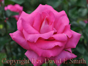 Pink Rose