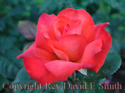 Perfect Red Rose