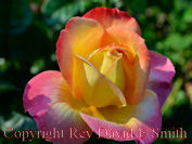 Rose Garden Images