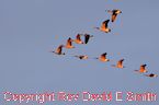 Canadian Geese in V Formation