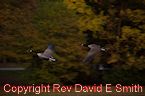 Pair of Canadian Geese in Flight